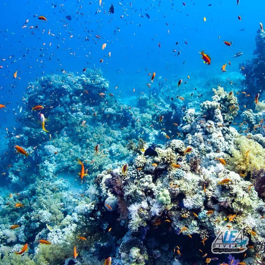 St. John’s je zdravý útesový systém známý hojným výskytem měkkých korálů, černých korálů a hejnových pelagických ryb a šťastnější potápěči