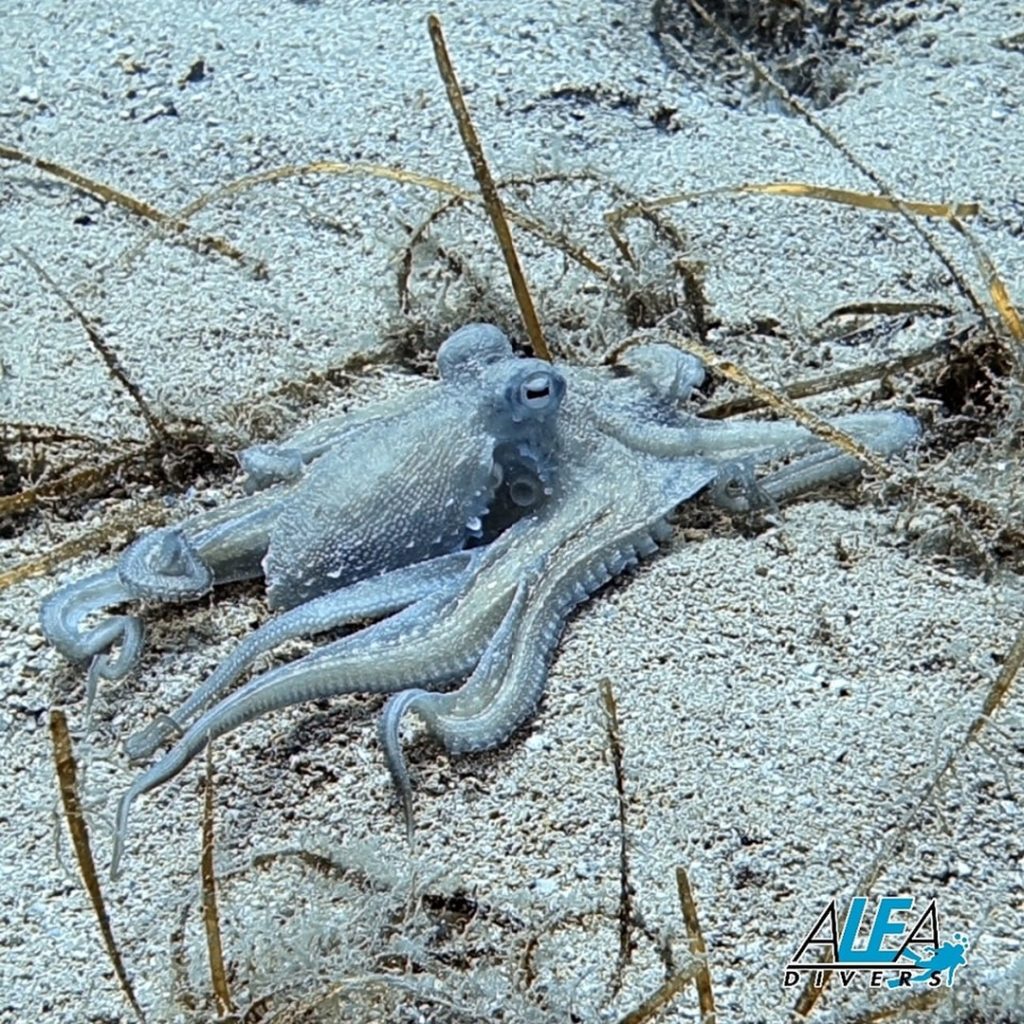 Na Gozu je pod vodou kromě potápěčů také hromada zajímavých živočichů - třeba chobotnice 🐙

On Gozo, there are a lot