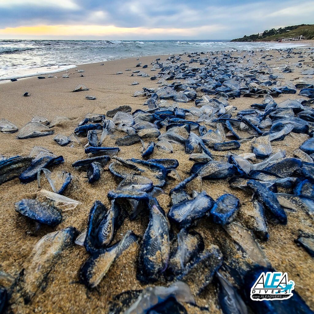 By the wind sailor / Paruska komůrkatá (velella velella) Jeden útvar je celá kolonie malých jedinců, nechává se unášet větrem