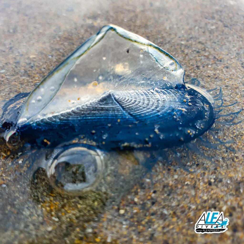By the wind sailor / Paruska komůrkatá (velella velella) Jeden útvar je celá kolonie malých jedinců, nechává se unášet větrem